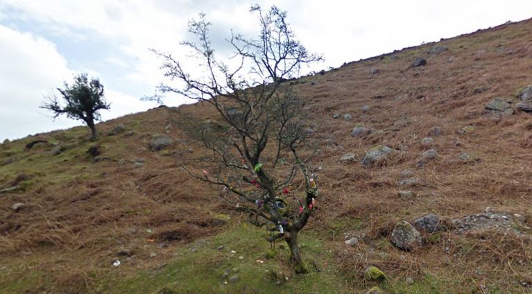 The Magic Tree