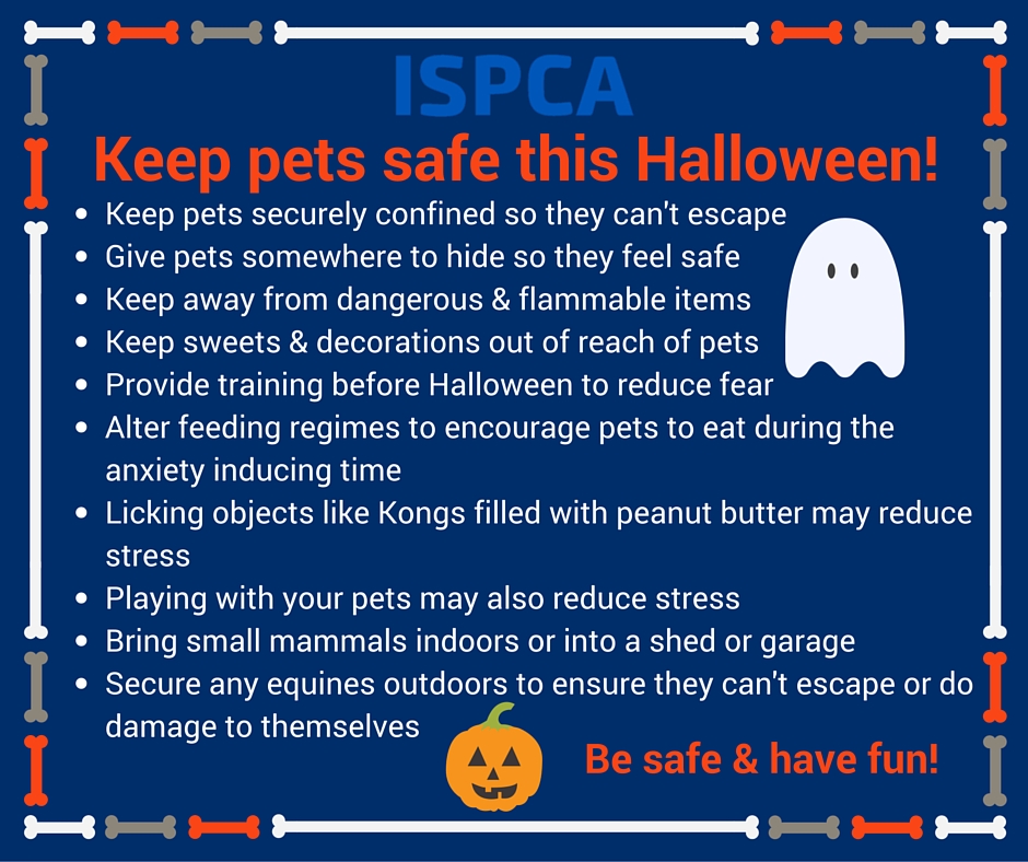 Are Fireworks Legal in Ireland? Waterford in Your Pocket