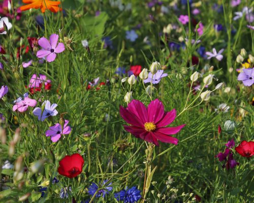 Bring Nature Back to your Garden